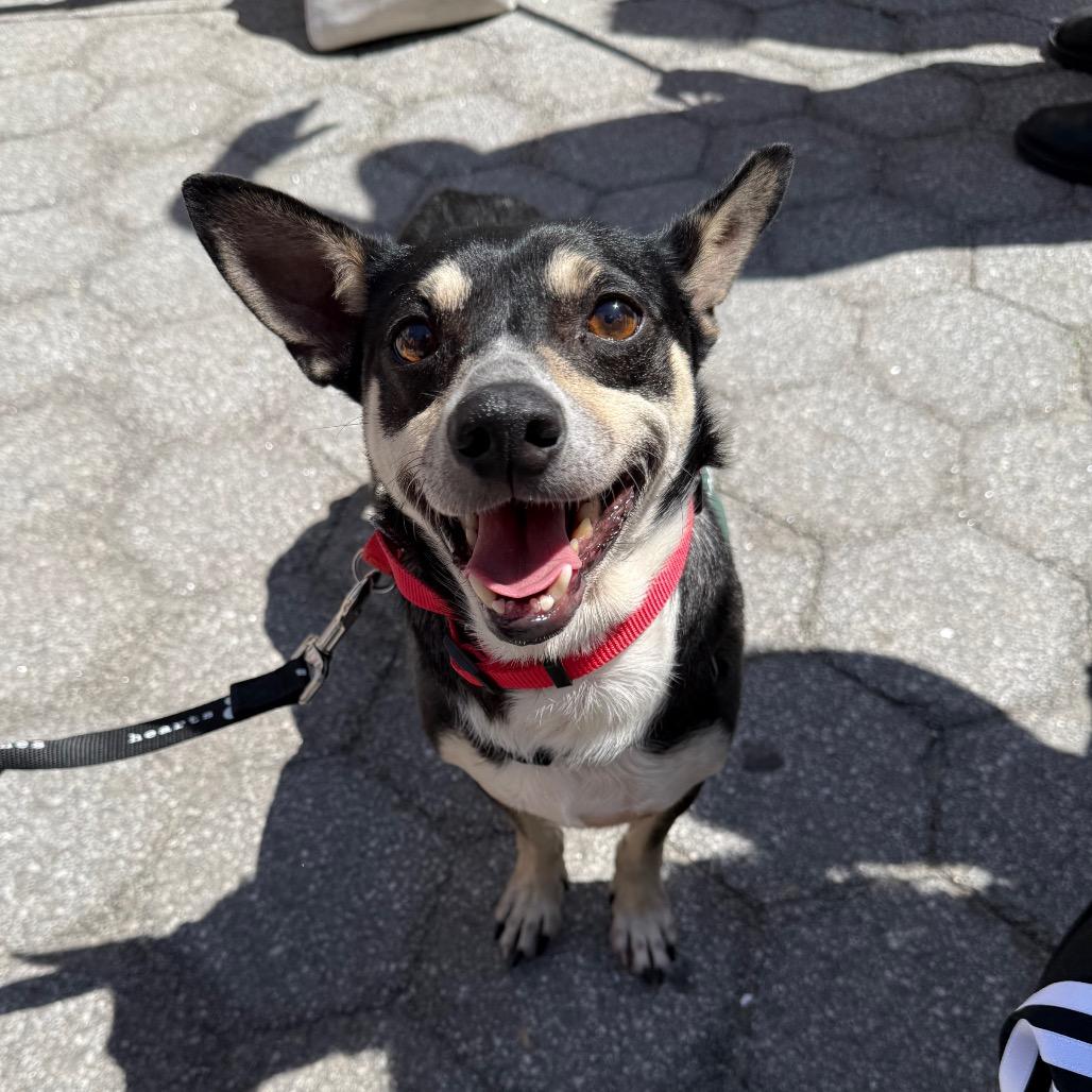 Stitch, a Adoptable Chihuahua in Brooklyn, NY image 4/6