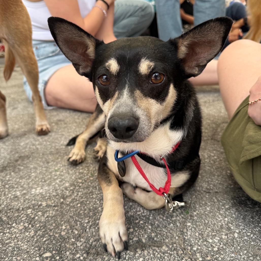 Stitch, a Adoptable Chihuahua in Brooklyn, NY image 5/6