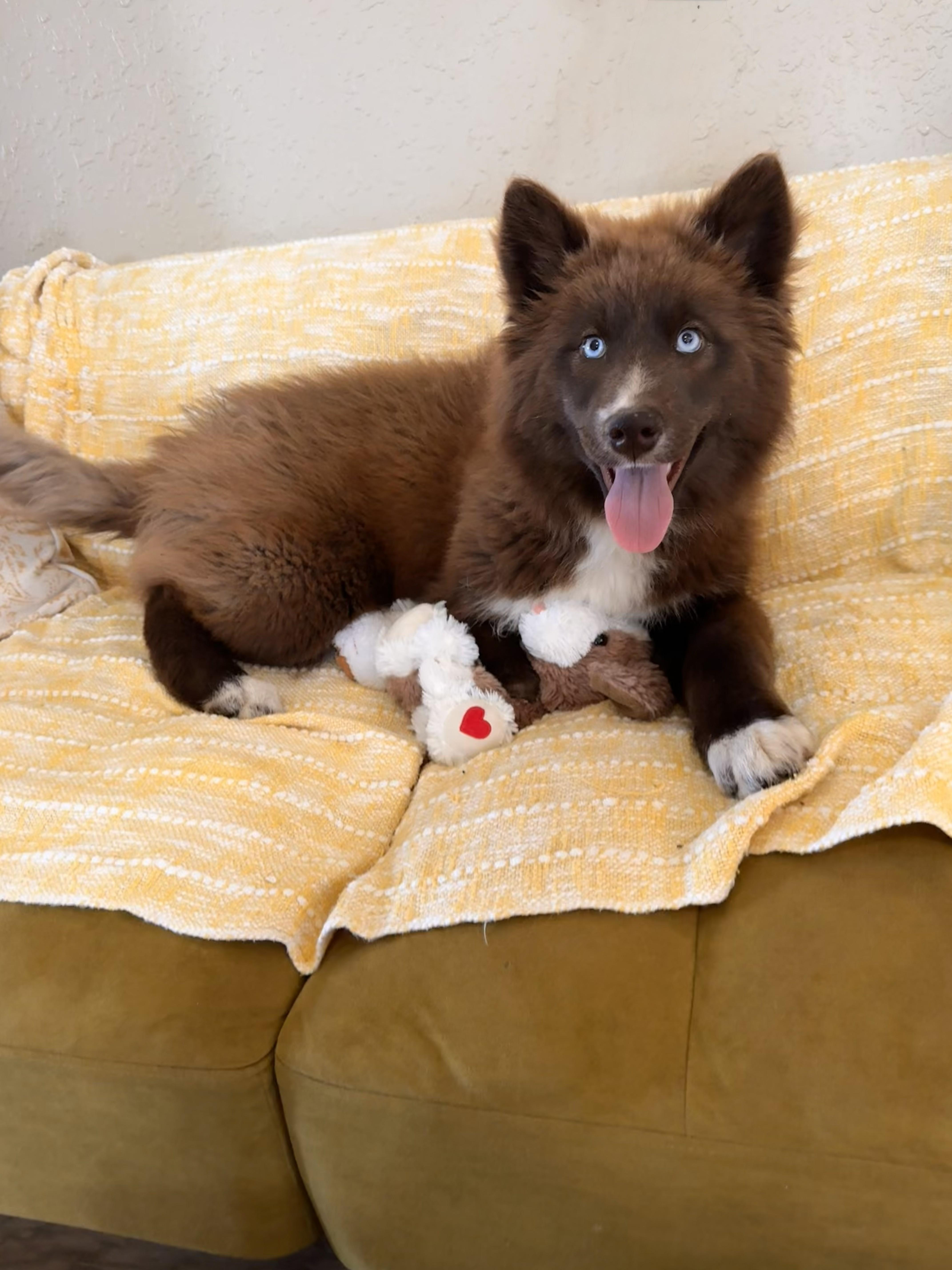Alaska, ADOPTABLE, Young Female Siberian Husky.