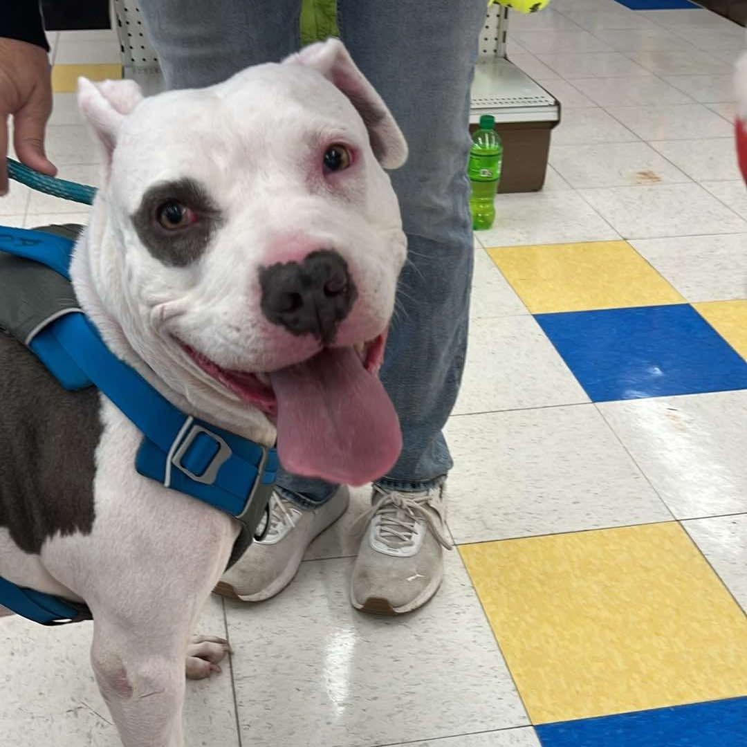 Andrea (Foster Needed)