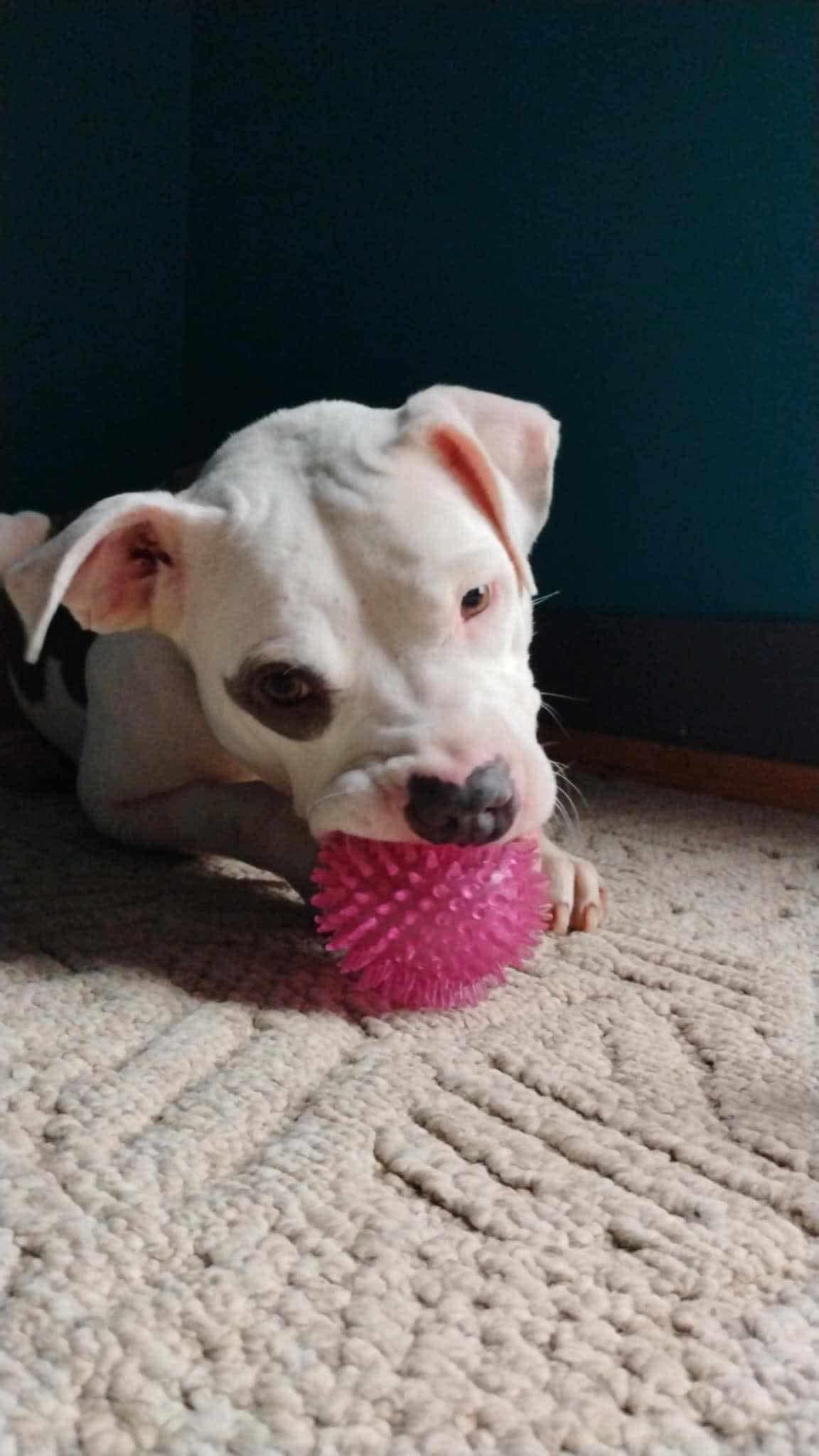 Andrea (Foster Needed)