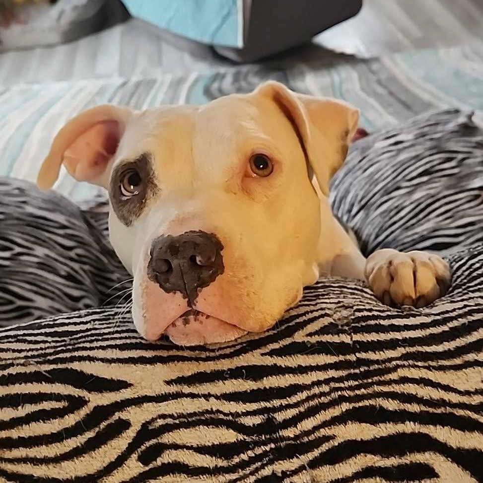 Andrea (Foster Needed)