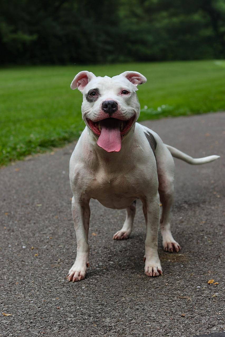 Andrea (Foster Needed)