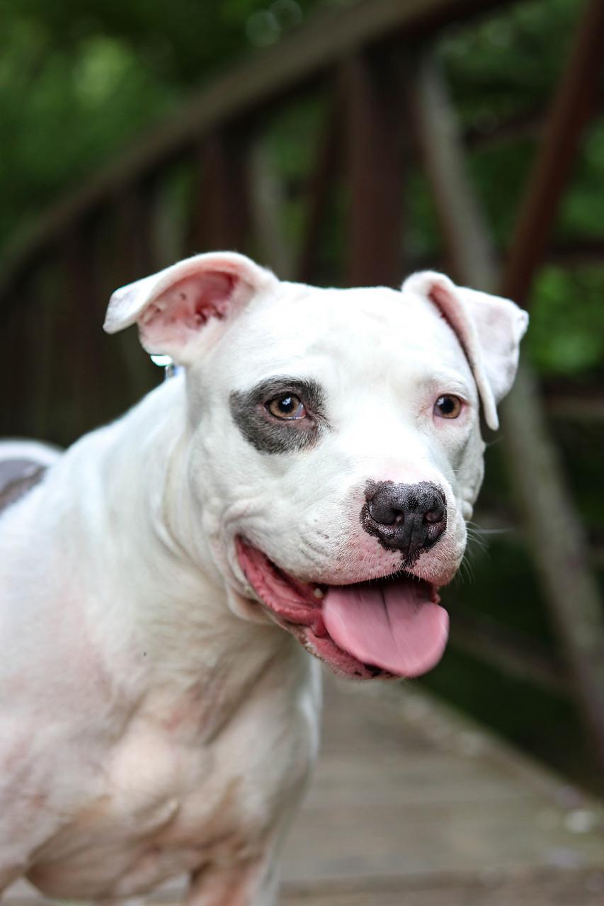 Andrea (Foster Needed)