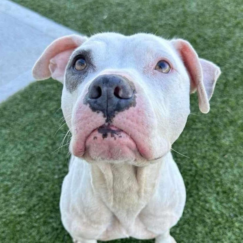 Andrea (Foster Needed)