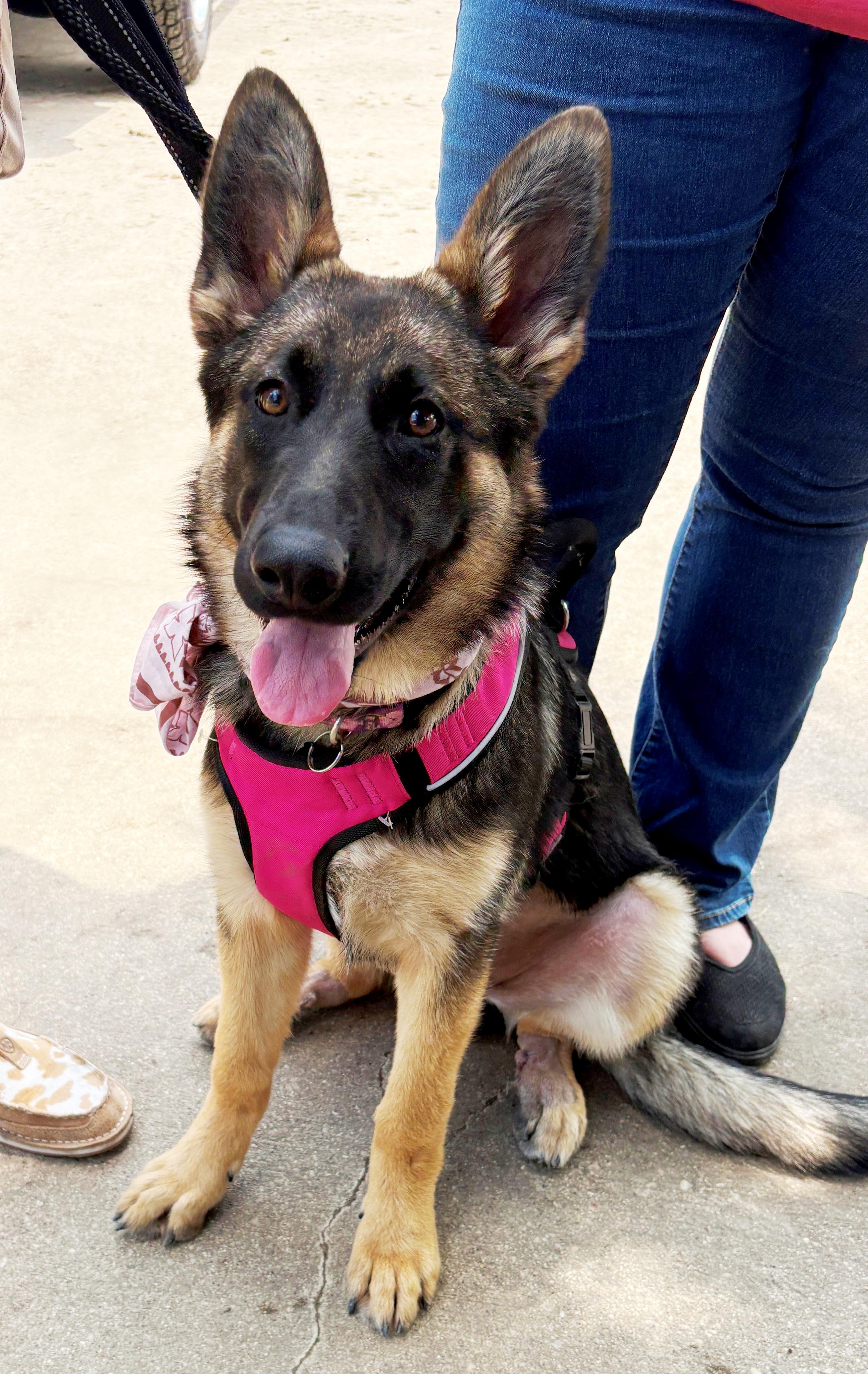 Enlarge Junebug, a ADOPTABLE German Shepherd Dog in Dallas, TX image 3/5