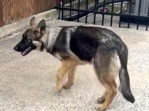 Enlarge Junebug, a ADOPTABLE German Shepherd Dog in Dallas, TX image 4/5