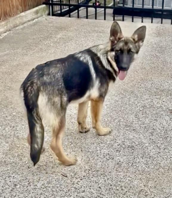 Enlarge Junebug, a ADOPTABLE German Shepherd Dog in Dallas, TX image 2/5