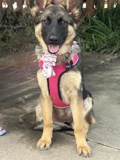 Enlarge Junebug, a ADOPTABLE German Shepherd Dog in Dallas, TX image 5/5