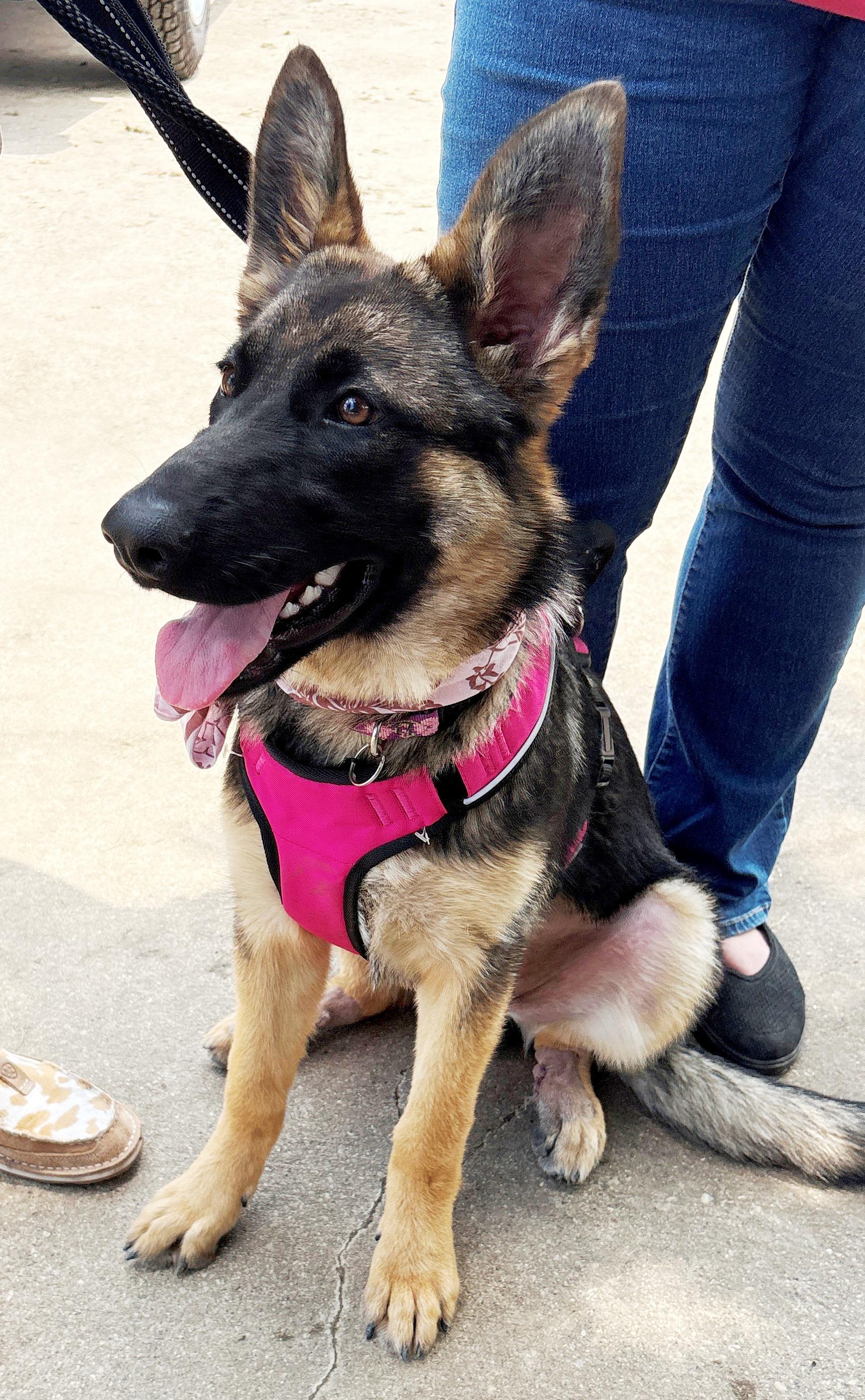 Junebug, ADOPTABLE, Young Female German Shepherd Dog.
