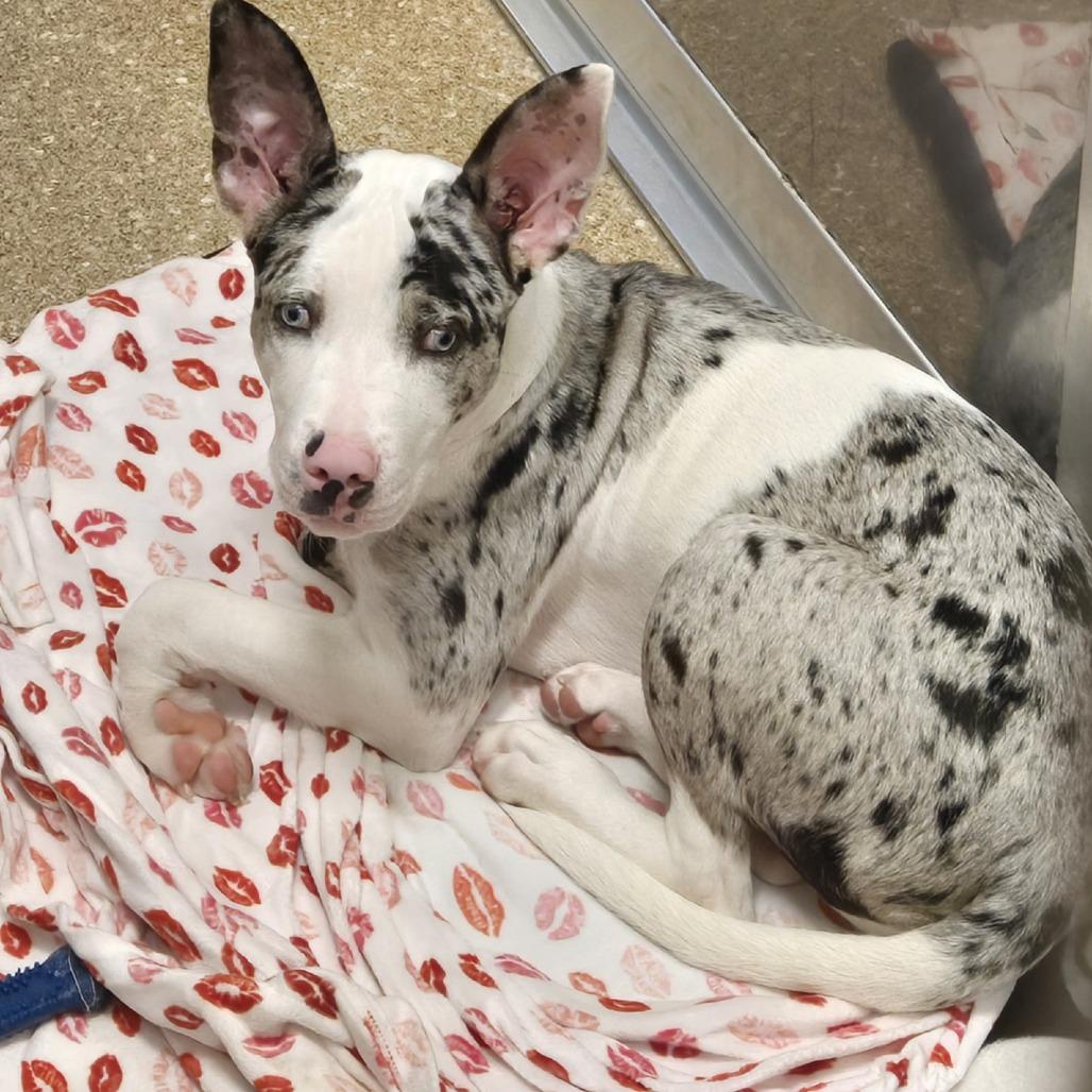 Enlarge Dippin Dot, a Adoptable Mixed Breed in Sonoma, CA image 1/2