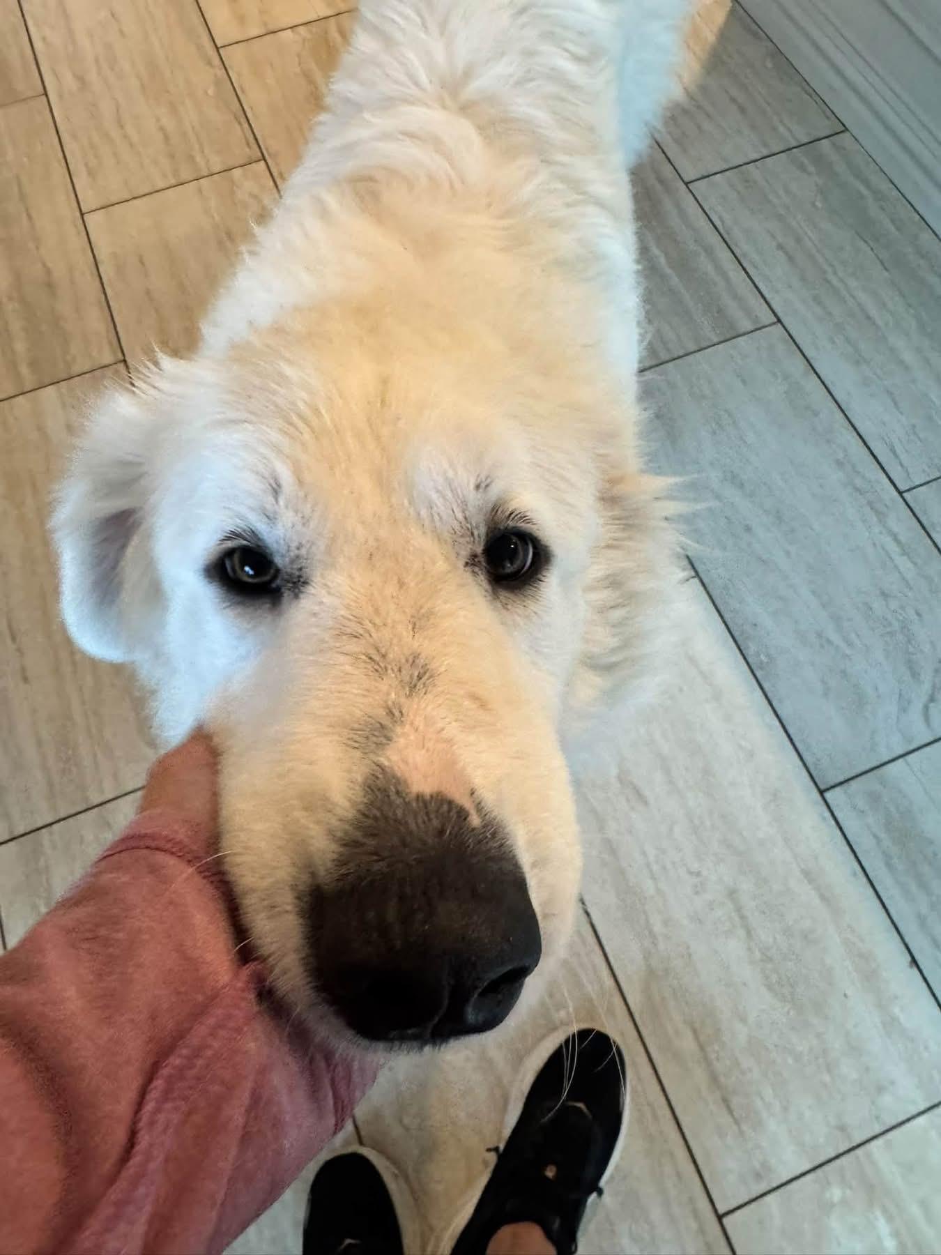 Enlarge Doris, a Adopted mixed breed in Southlake, TX image 6/6