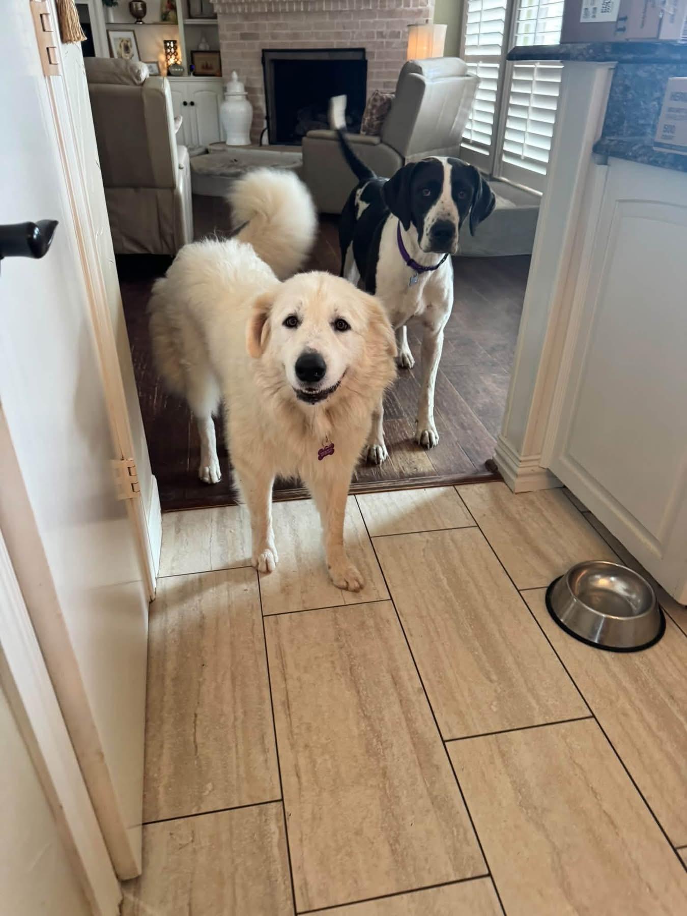 Enlarge Doris, a Adopted mixed breed in Southlake, TX image 5/6
