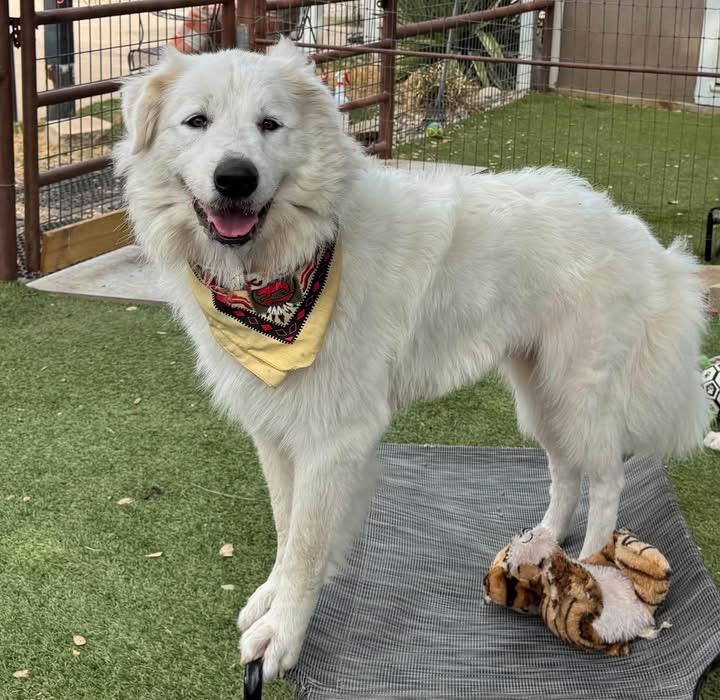 Enlarge Doris, a Adopted mixed breed in Southlake, TX image 1/6