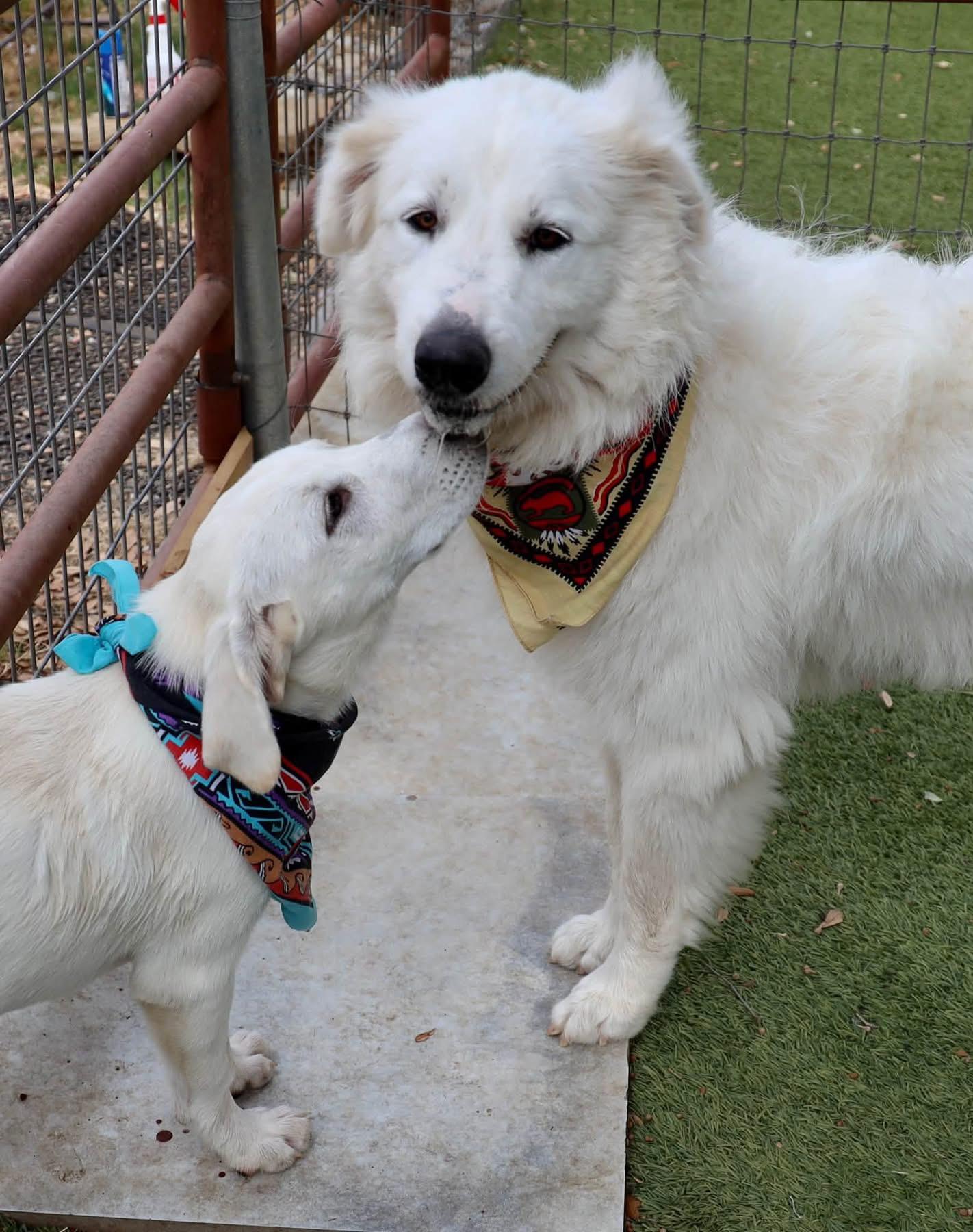 Enlarge Doris, a Adopted mixed breed in Southlake, TX image 2/6