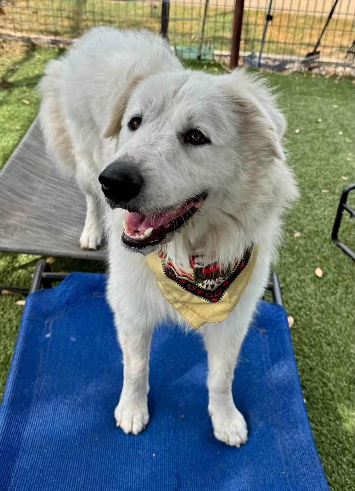 Enlarge Doris, a Adopted mixed breed in Southlake, TX image 3/6