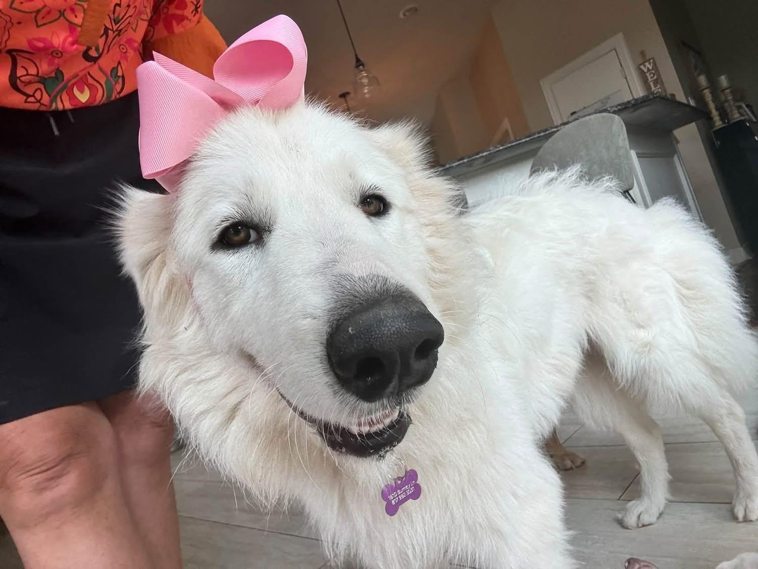 Enlarge Doris, a Adopted mixed breed in Southlake, TX image 4/6