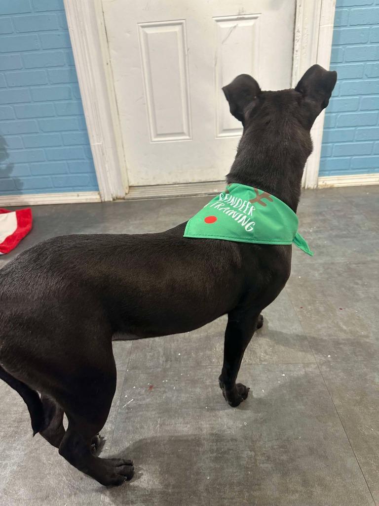 Willow, Adoptable, Young Female Mixed Breed.