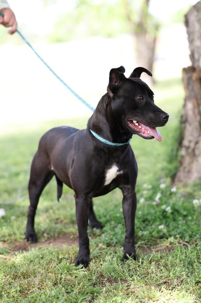 Enlarge Willow, a Adoptable mixed breed in Dyersburg, TN image 3/6