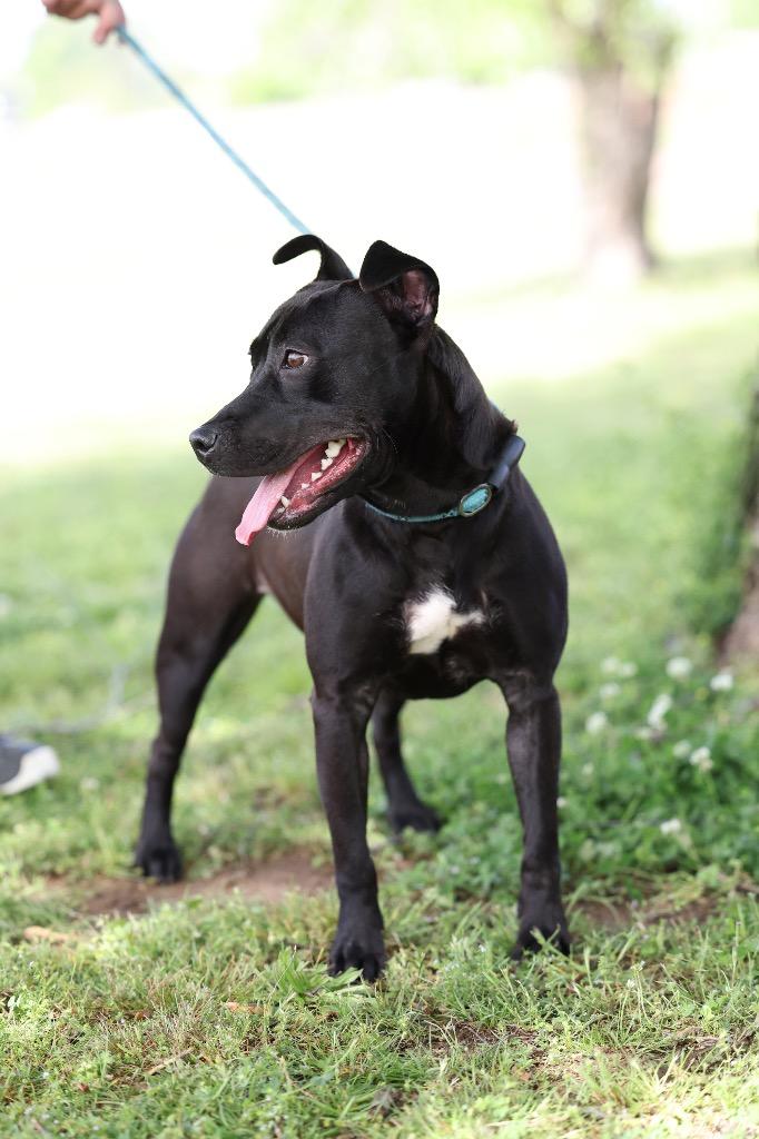 Enlarge Willow, a Adoptable mixed breed in Dyersburg, TN image 4/6