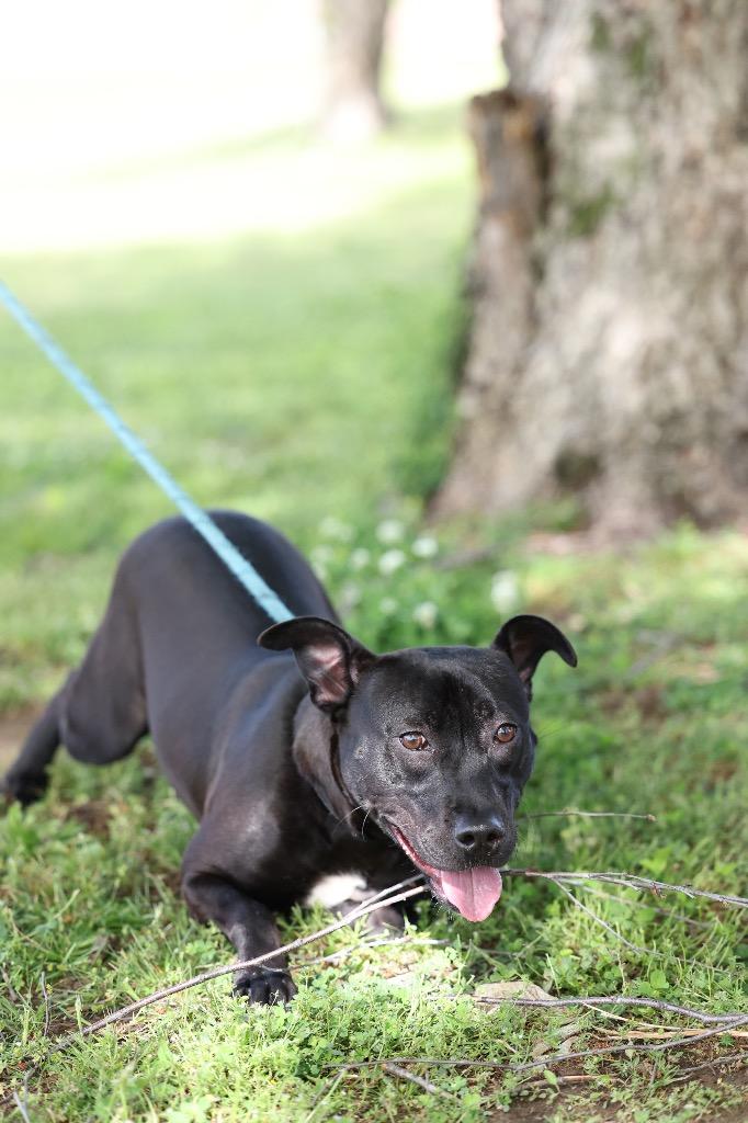 Enlarge Willow, a Adoptable mixed breed in Dyersburg, TN image 5/6