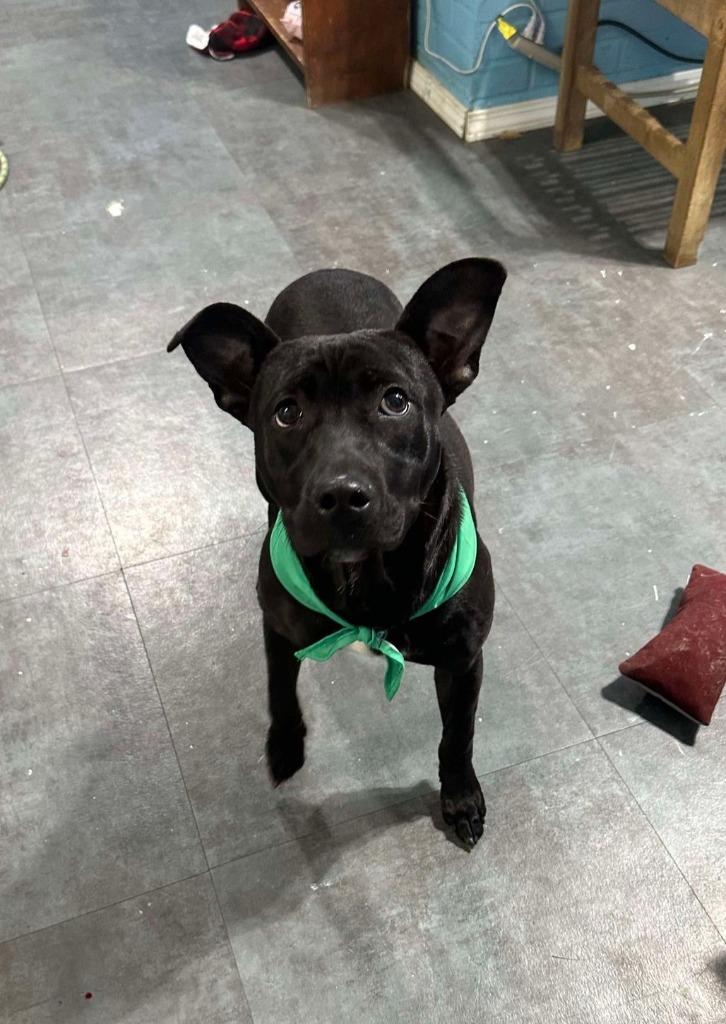 Enlarge Willow, a Adoptable mixed breed in Dyersburg, TN image 6/6