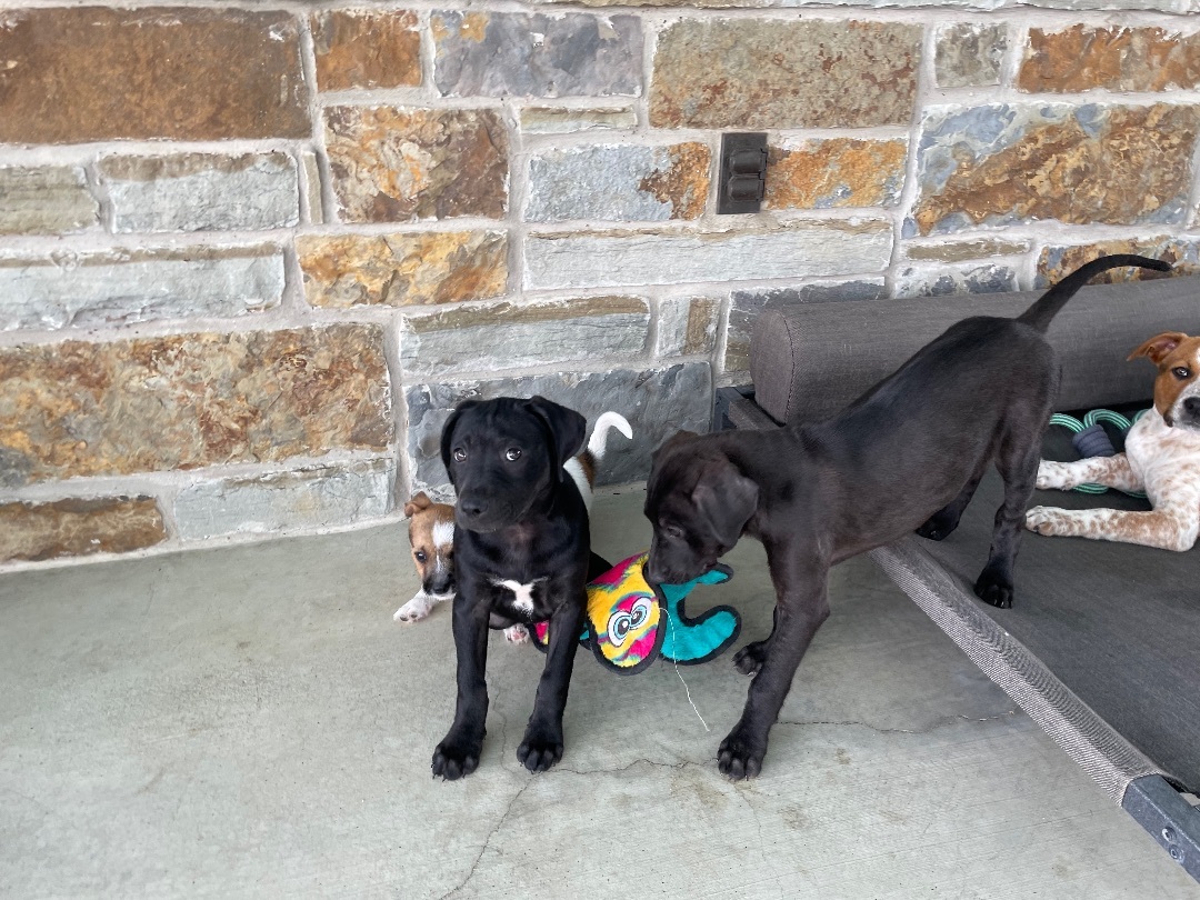 Kaia, a Adopted mixed breed in Westerly, RI image 1/12