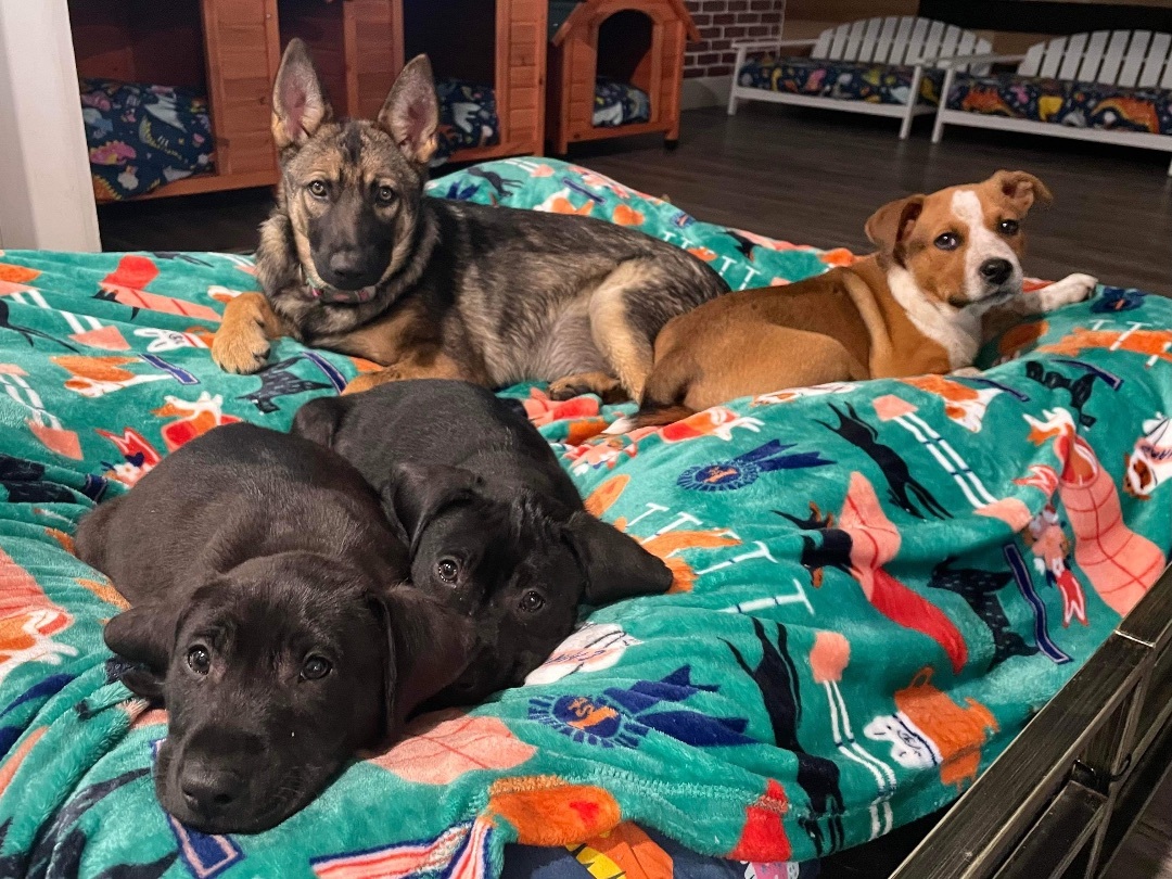 Kaia, a Adopted mixed breed in Westerly, RI image 3/12