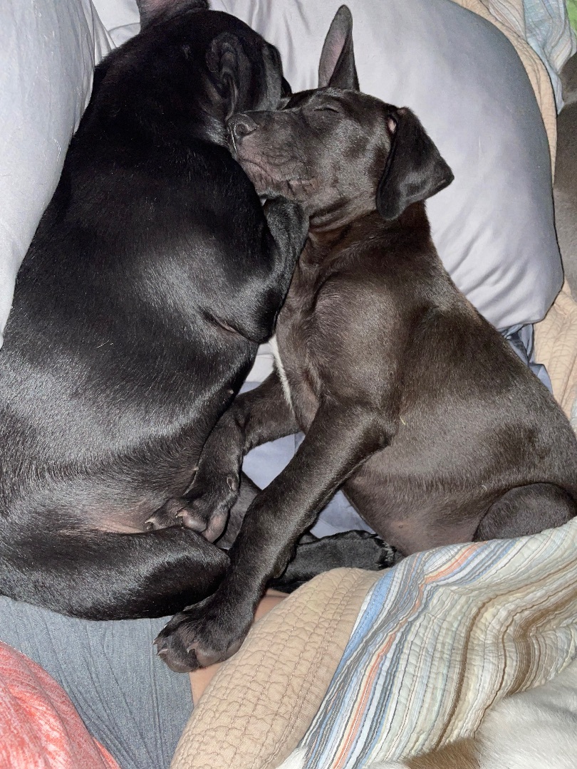 Kaia, a Adopted mixed breed in Westerly, RI image 4/12