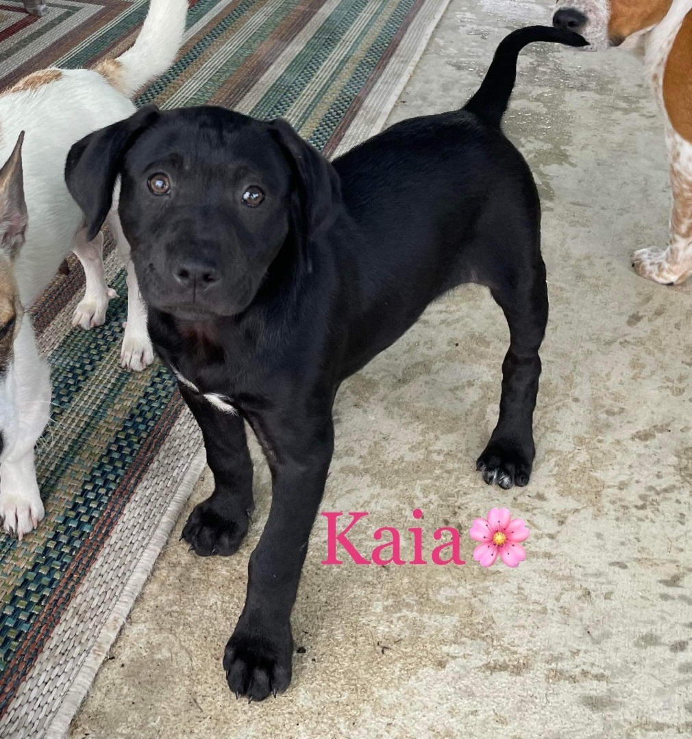 Kaia, a Adopted mixed breed in Westerly, RI image 5/12