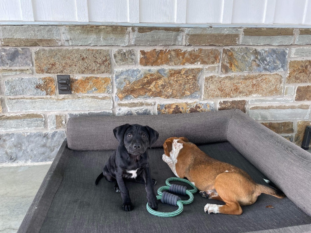 Kaia, a Adopted mixed breed in Westerly, RI image 6/12