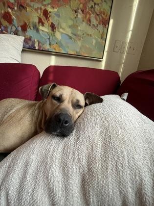 Enlarge Mumsy, a Adoptable mixed breed in Westland, MI image 1/3