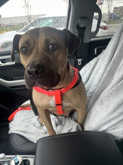 Enlarge Mumsy, a Adoptable mixed breed in Westland, MI image 2/3