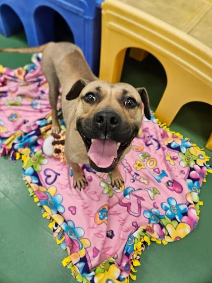 Enlarge Mumsy, a Adoptable mixed breed in Westland, MI image 3/3
