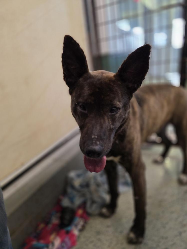 Justice, Adoptable, Adult Male Shepherd.