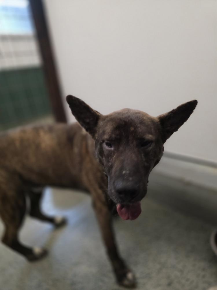 Enlarge Justice, a Adoptable mixed breed in Osgood, IN image 2/6