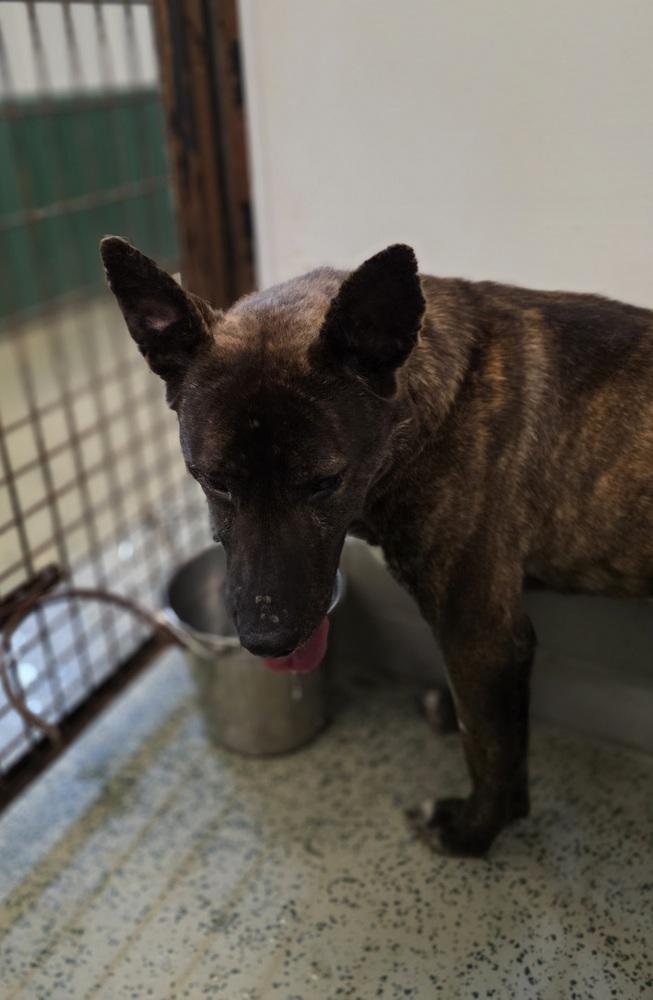 Enlarge Justice, a Adoptable mixed breed in Osgood, IN image 3/6