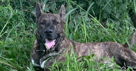 Enlarge Justice, a Adoptable mixed breed in Osgood, IN image 4/6