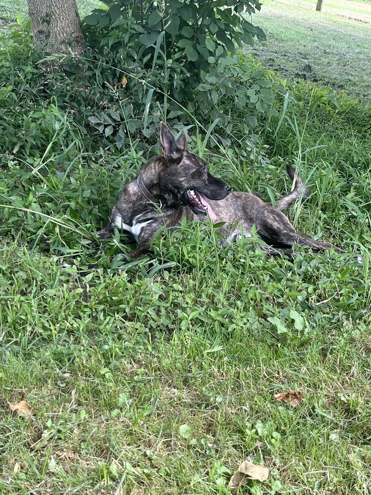 Enlarge Justice, a Adoptable mixed breed in Osgood, IN image 5/6