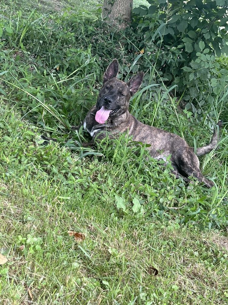 Enlarge Justice, a Adoptable mixed breed in Osgood, IN image 6/6