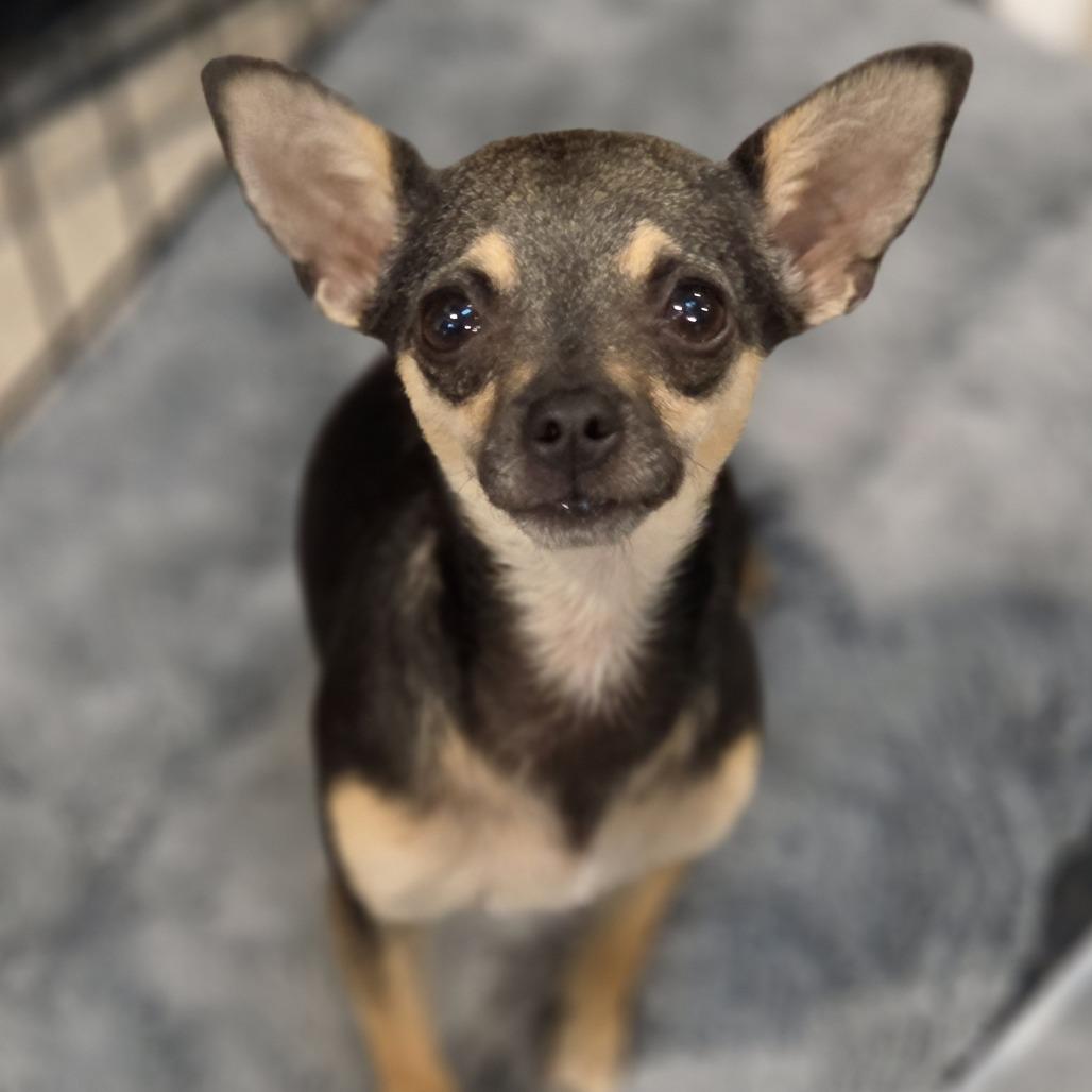 Dixie Darling, Adoptable, Young Female Chihuahua.
