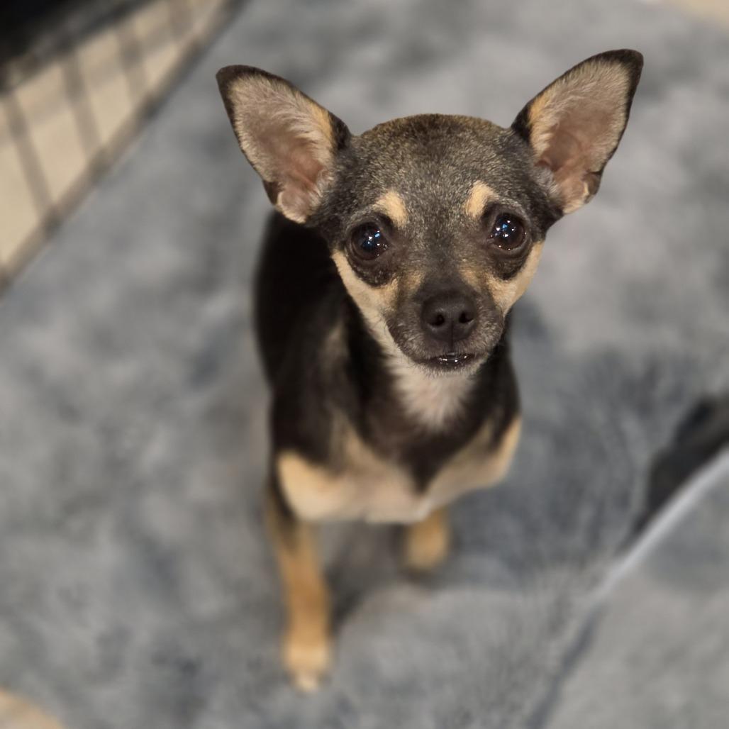 Enlarge Dixie Darling, a Adoptable Chihuahua in Redmond, WA image 2/2