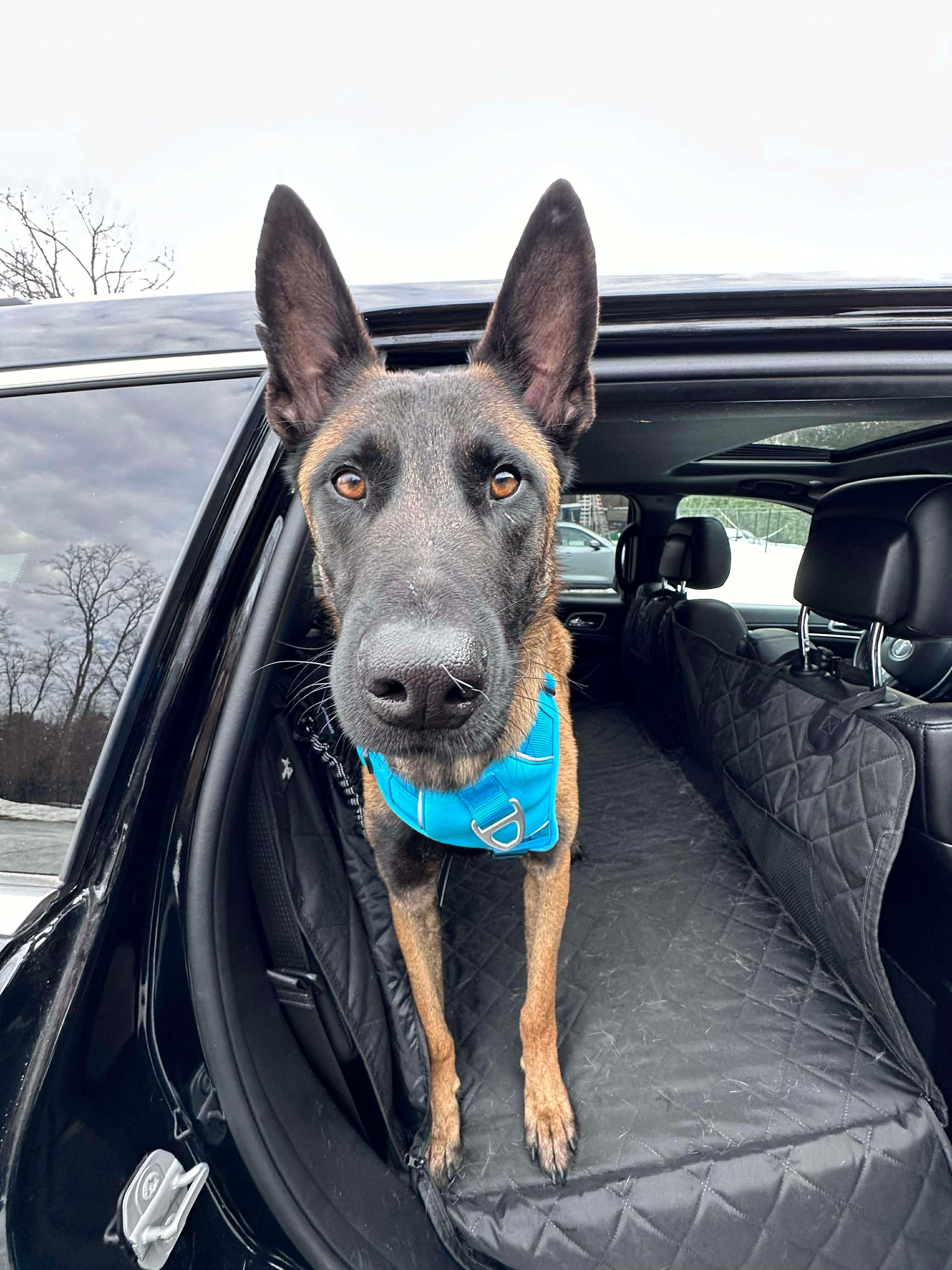 Enlarge Buddy, a Adoptable mixed breed in Westwood, NJ image 5/6