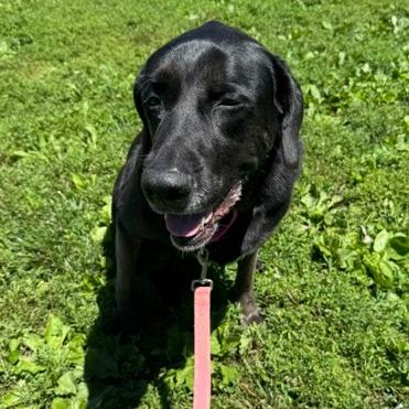 Daisy, Adoptable, Adult Female Labrador Retriever & Mixed Breed.