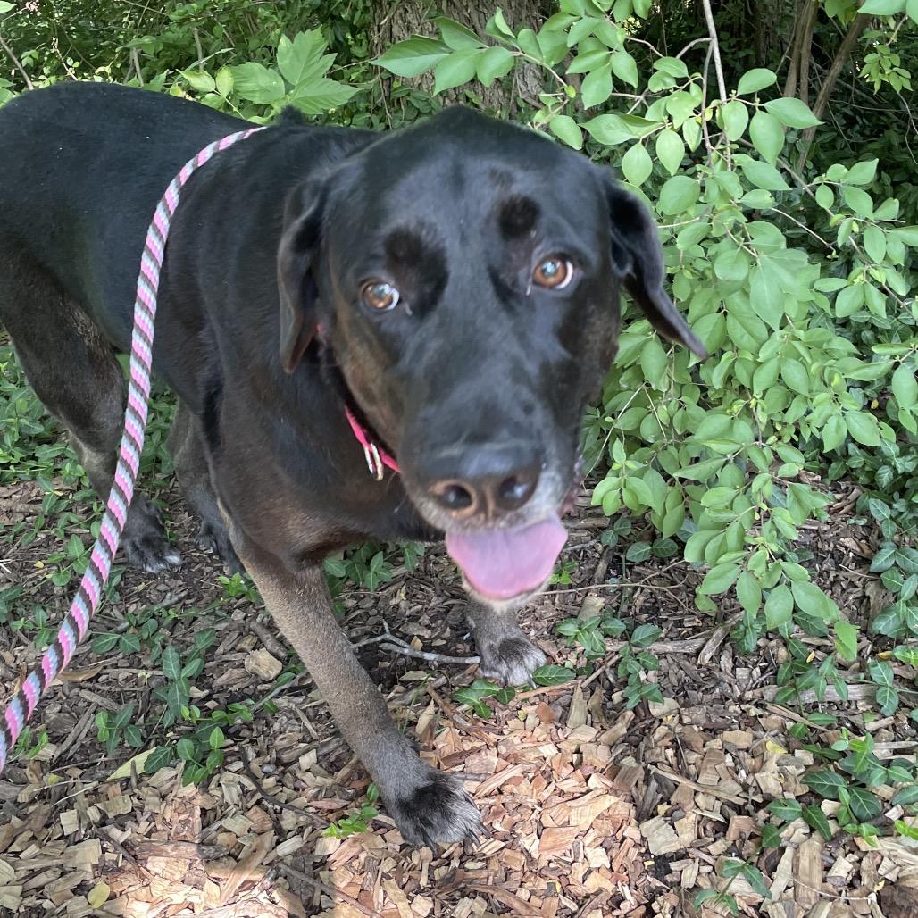 Daisy, a Adoptable mixed breed in Edwardsville, IL image 2/6