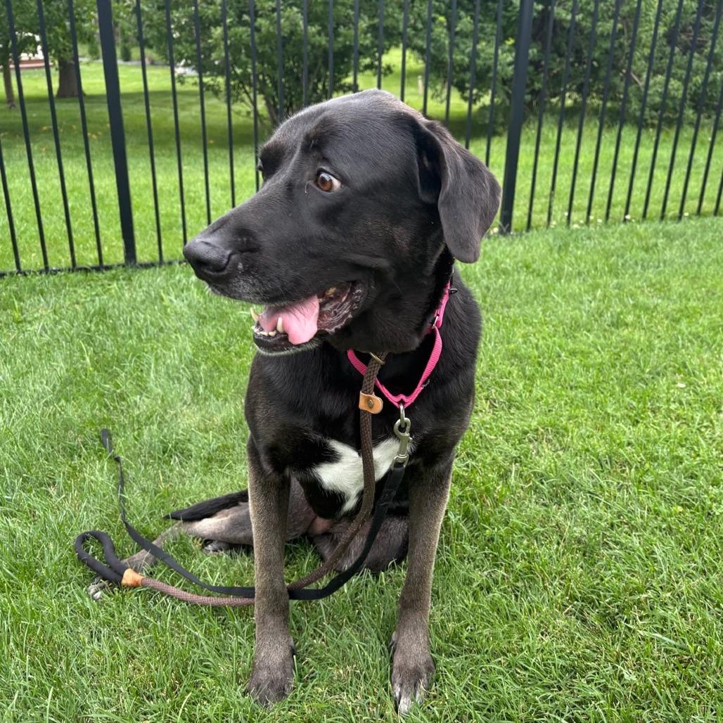 Daisy, a Adoptable mixed breed in Edwardsville, IL image 4/6