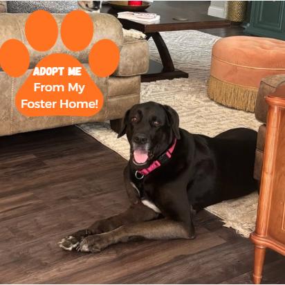 Daisy, a Adoptable mixed breed in Edwardsville, IL image 6/6