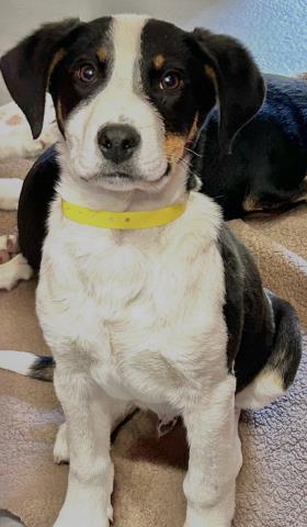 A252000, Adoptable, Puppy Male Border Collie & Mixed Breed.