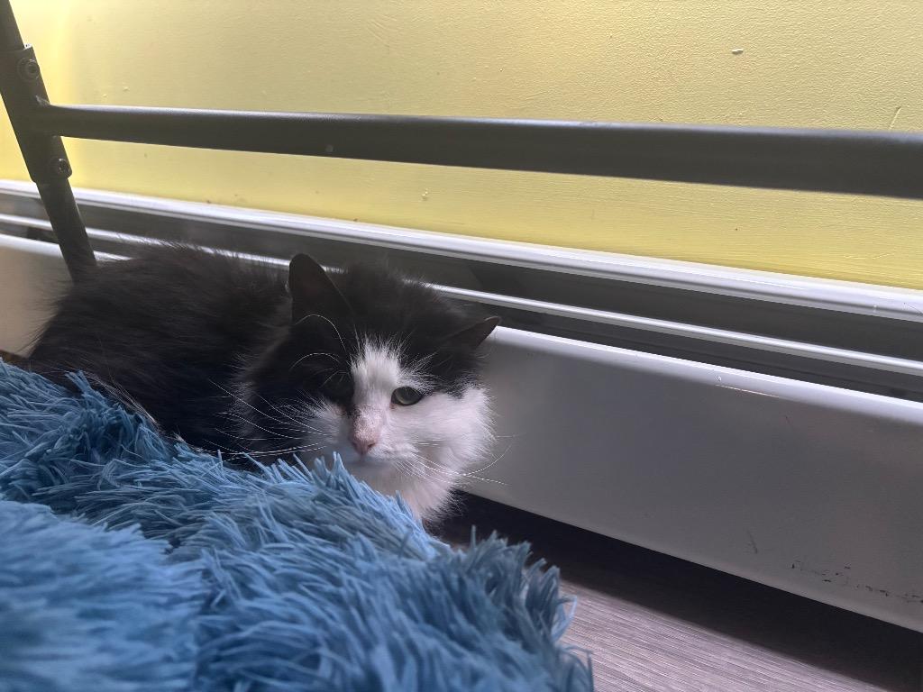 T-Bone, Adoptable, Young Female Domestic Long Hair.