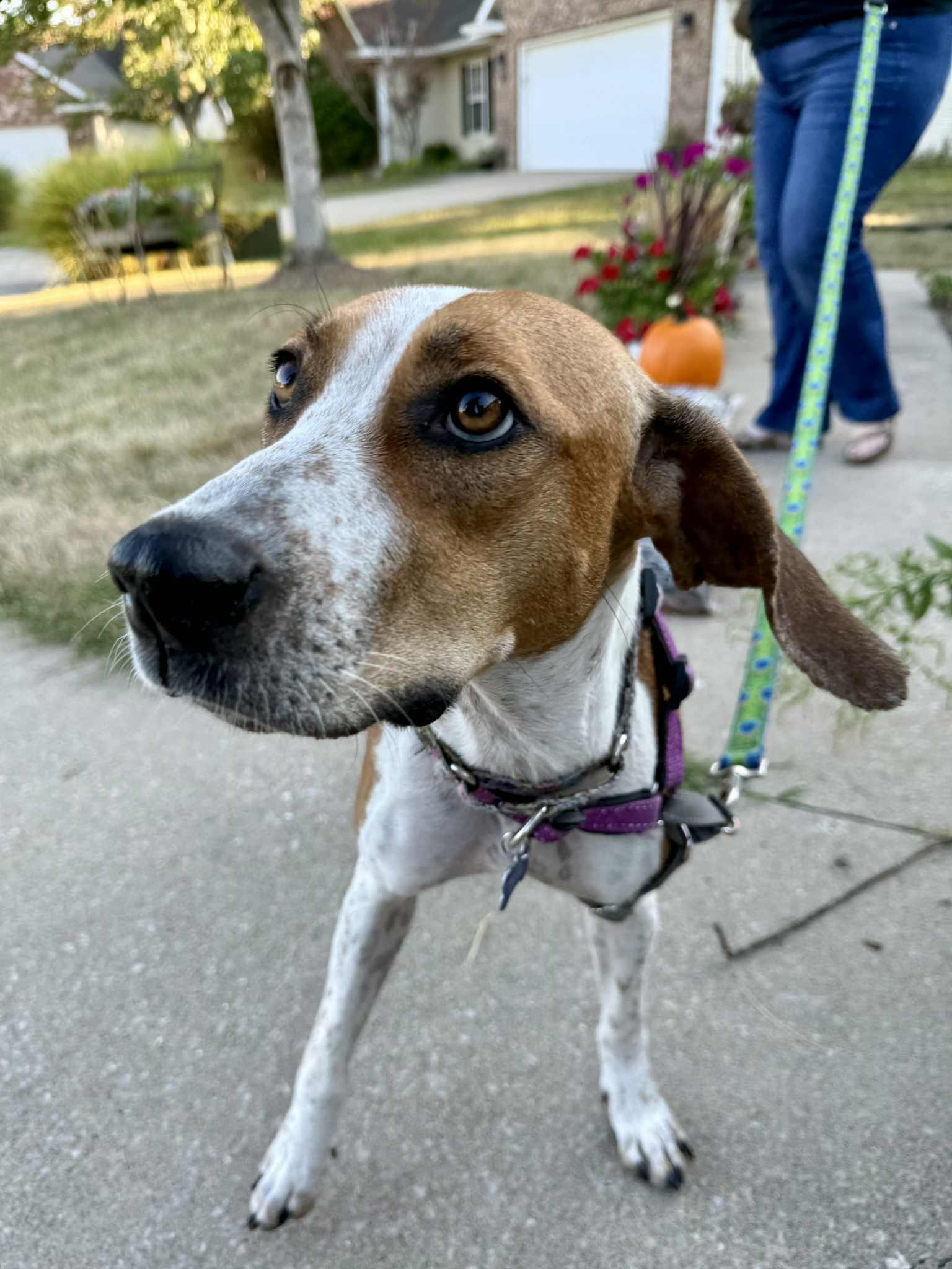 Cami, a Adoptable mixed breed in Columbia, MO image 3/6